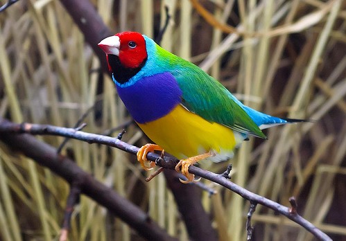 Gouldian finch