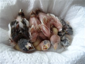 Shadow and 3 bengalese hand reared chicks